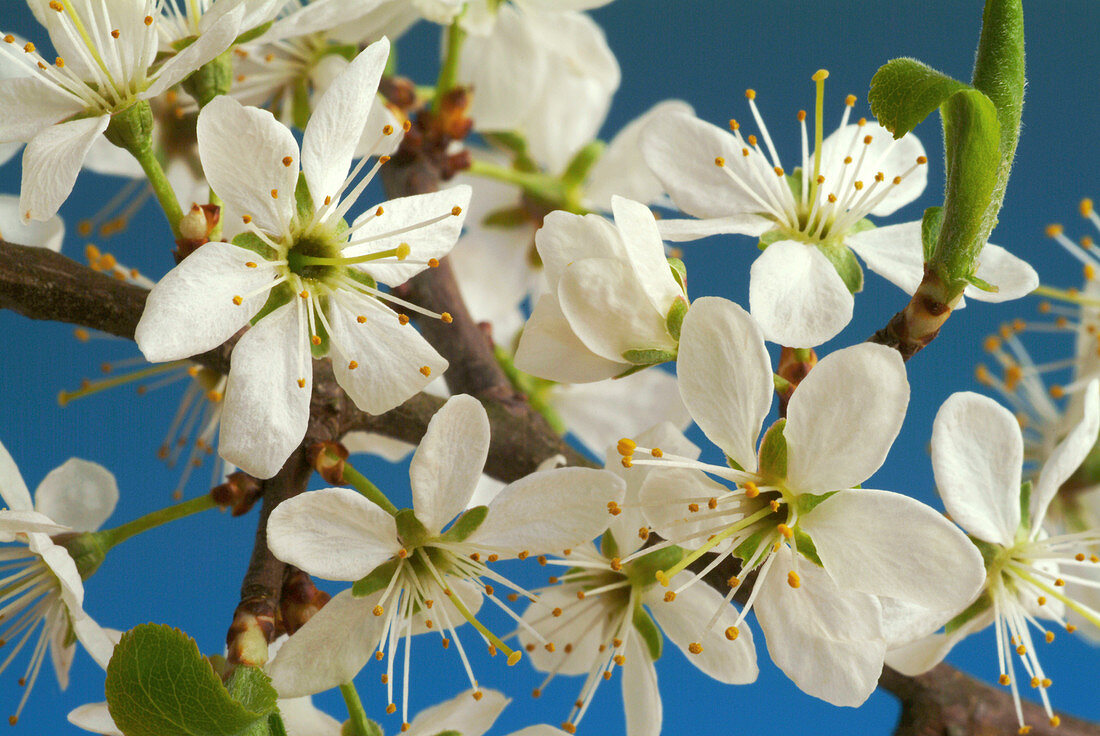 Blackthorn flowers (Prunus spinosa)