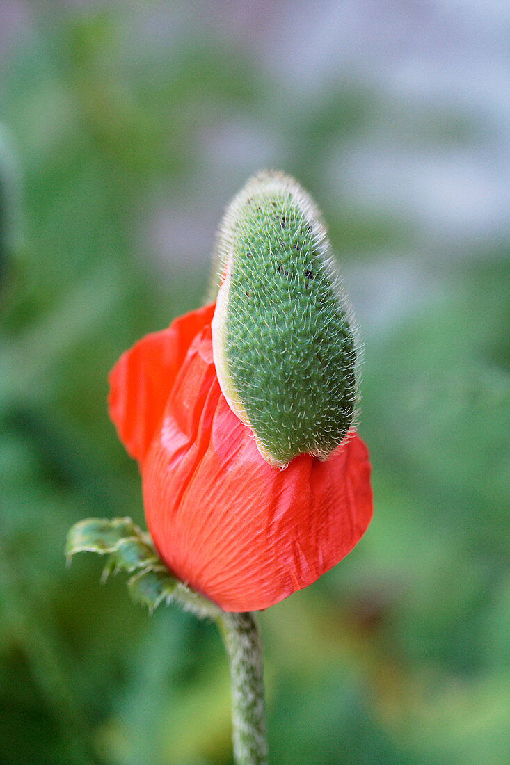 Oriental poppy bud Papaver orientale