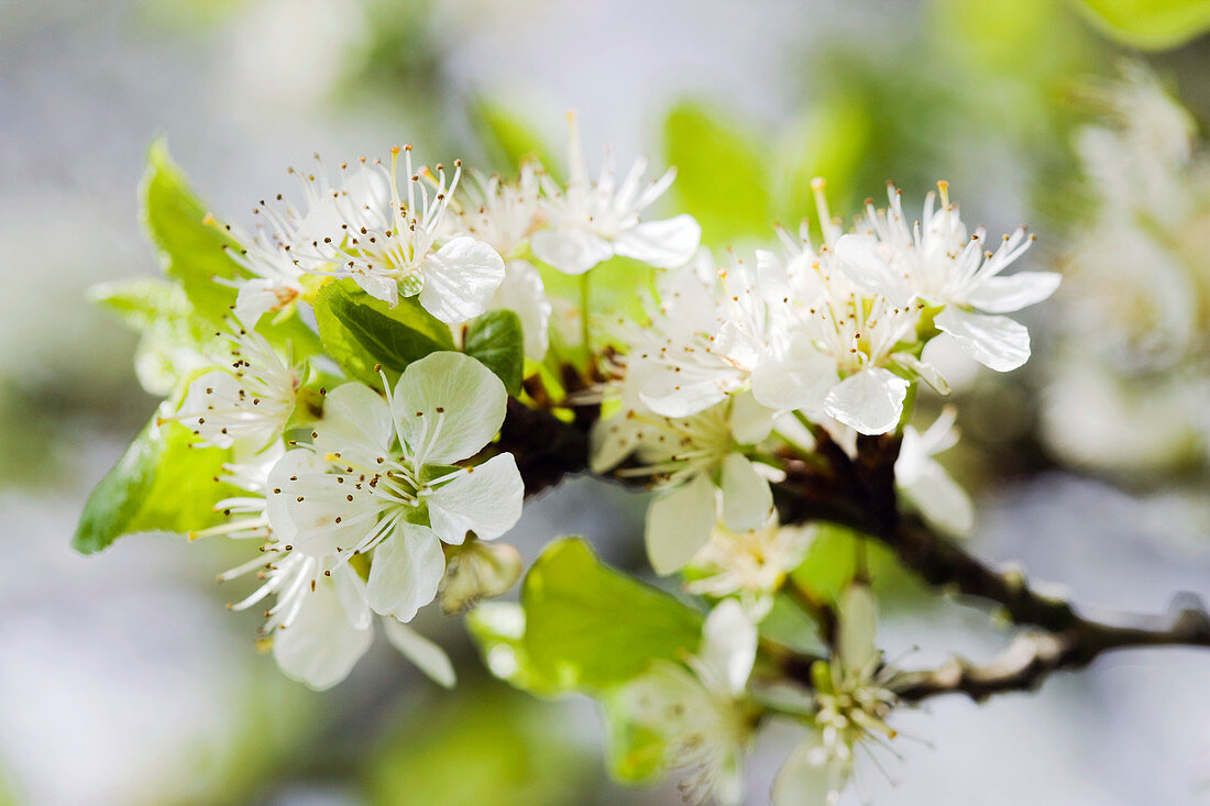 Cherry blossom (Prunus sp.)