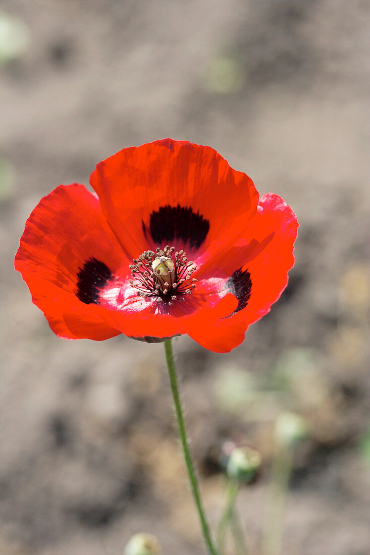 Poppy (Papaver commutatum)