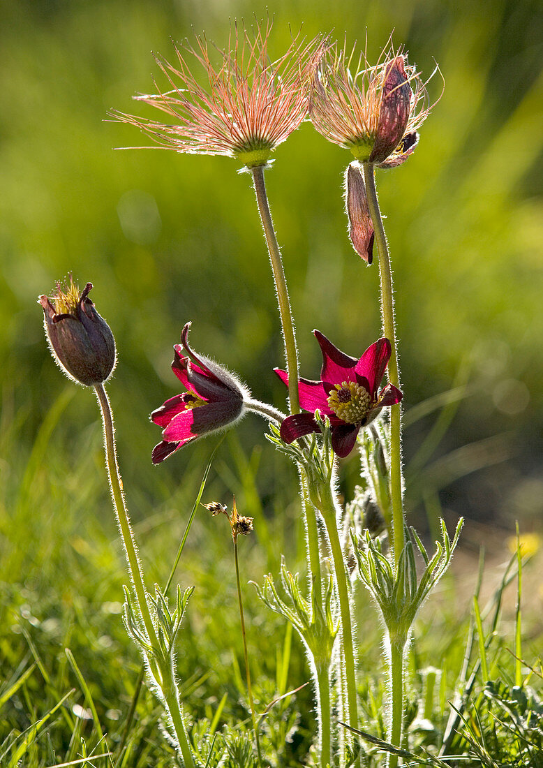 Pasque flower (Pulsatilla rubra)