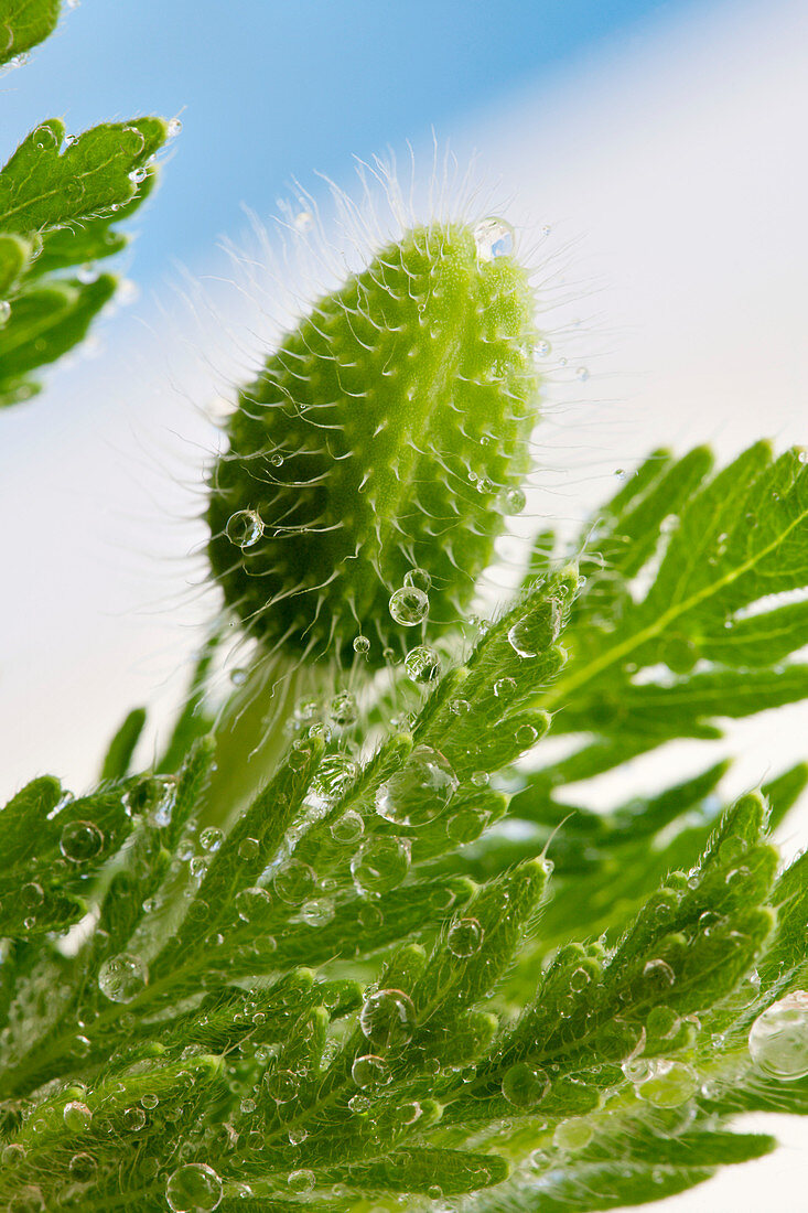 Rough poppy (Papaver hybridum)