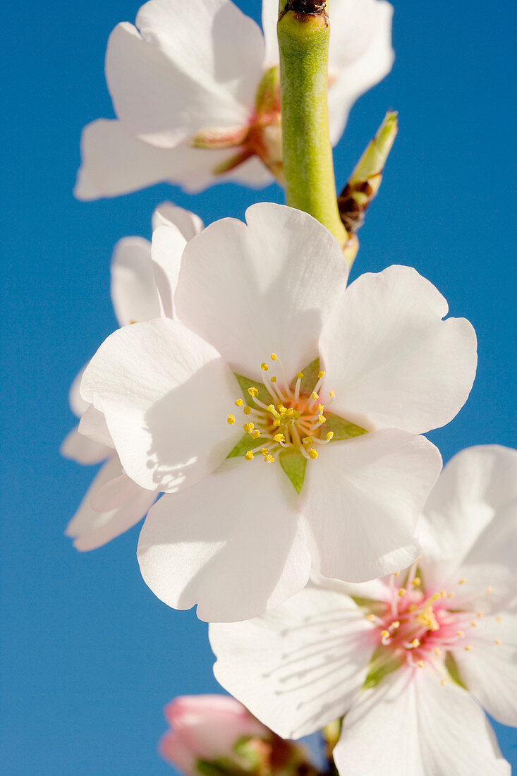 Almond (Prunus dulcis)