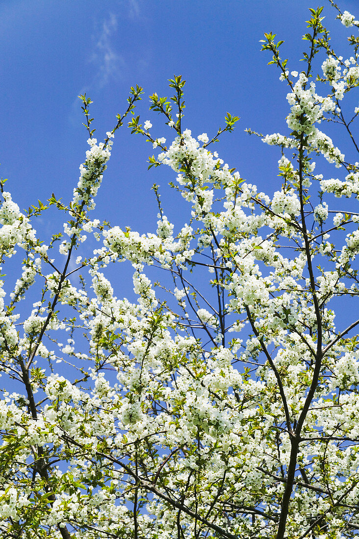 Plum blossom (Prunus sp.)