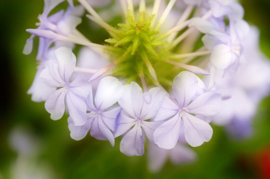 Sky flower (Plumbago capensis)