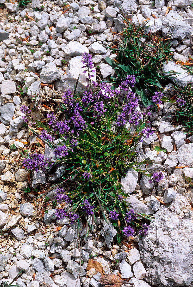 Common milkwort (Polygala vulgaris)