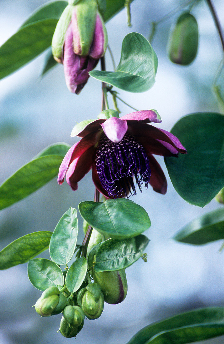 Passion flower (Passiflora phoenicea)