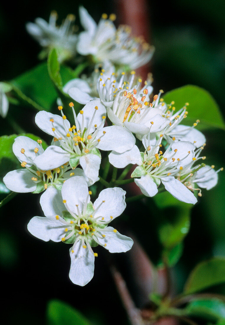 Mahaleb cherry flowers (Prunus mahaleb)