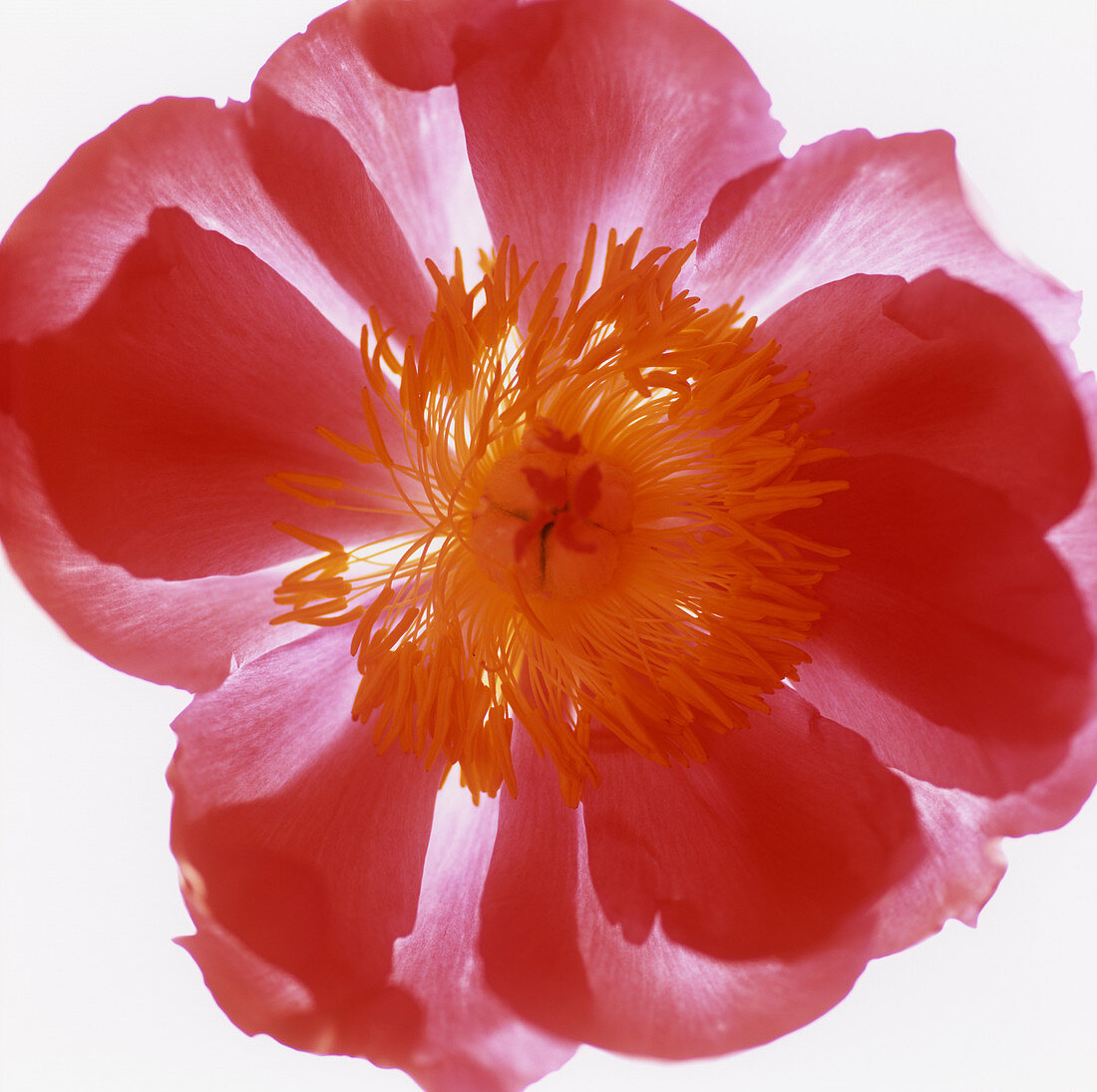 Peony flower (Paeonia sp.)