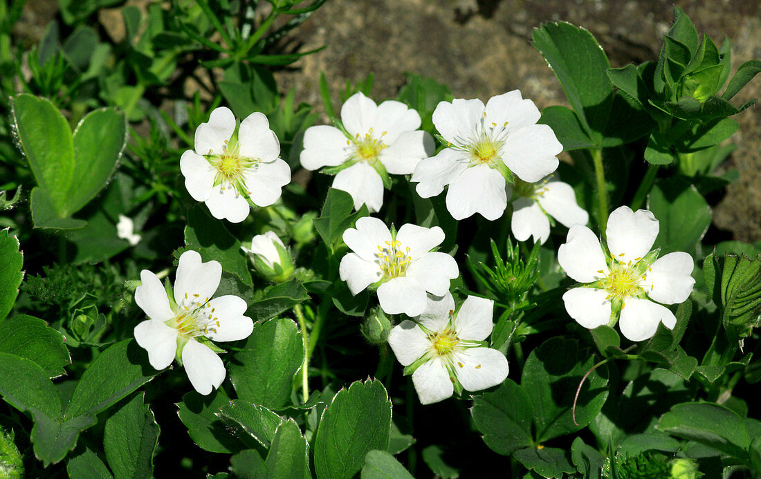 Potentilla flowers (Potentilla montana)