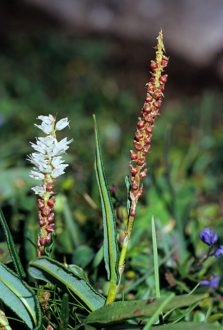 Alpine bistort (Polygonum viviparum)