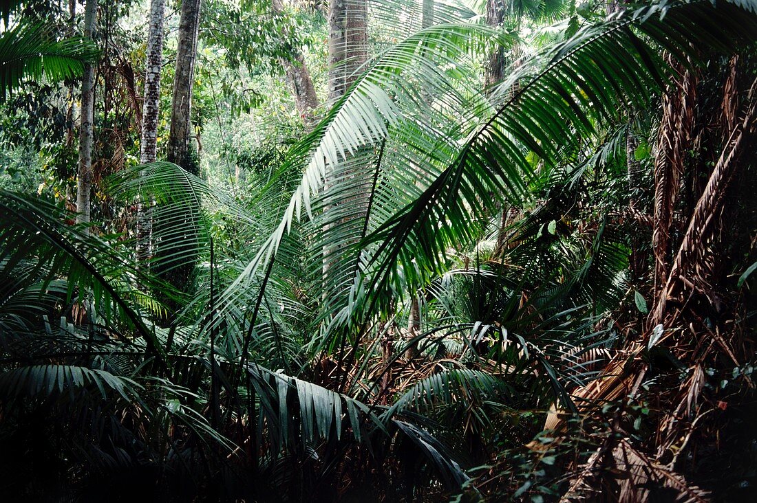 Palms in rainforest