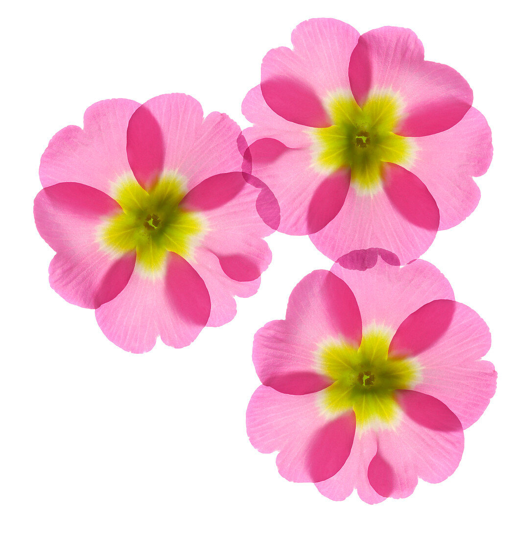 Primrose flowers (Primula vulgaris)