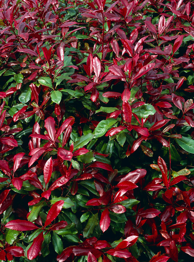 Photinia x fraseri 'Robusta'