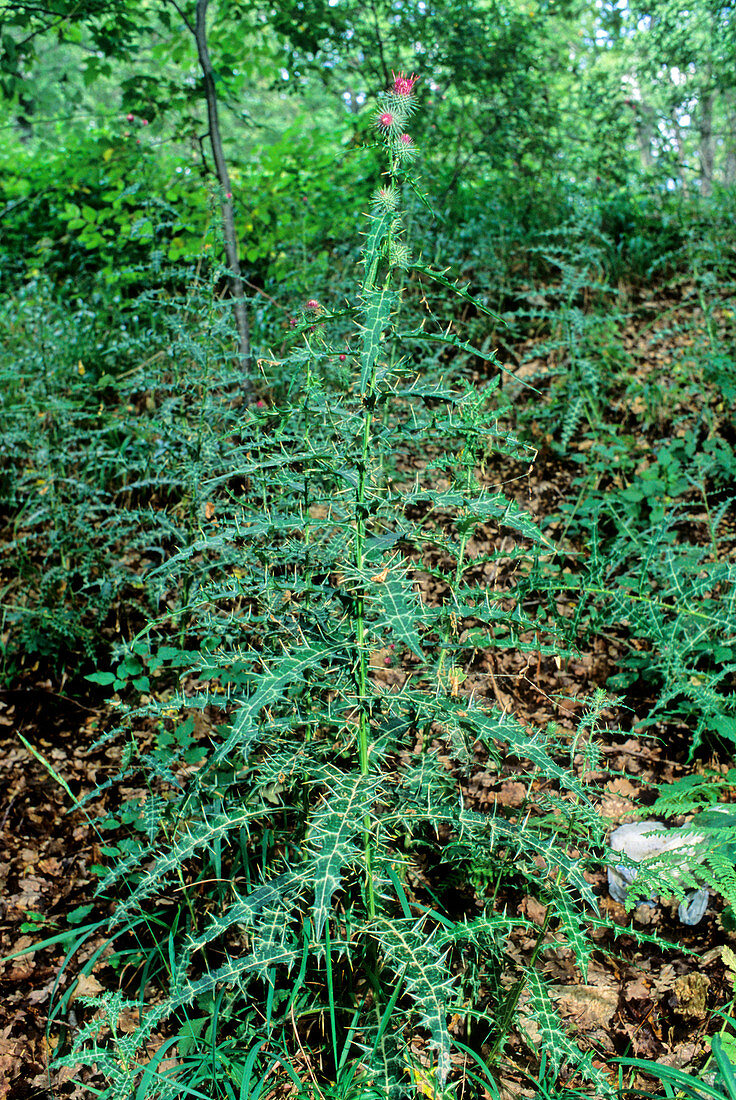 Thistle (Ptilostemon strictus)