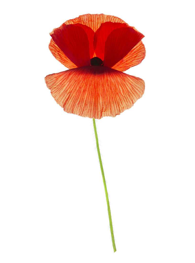 Poppy flower (Papaver sp.)