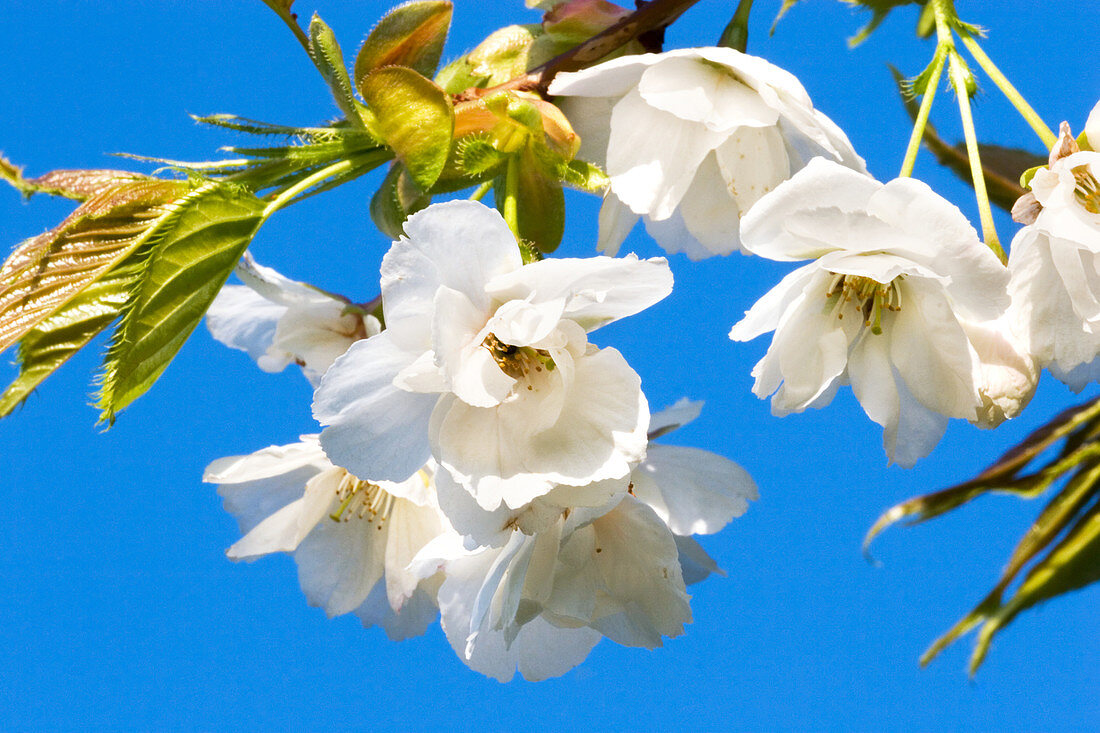 Cherry blossom (Prunus 'Tai Haku')