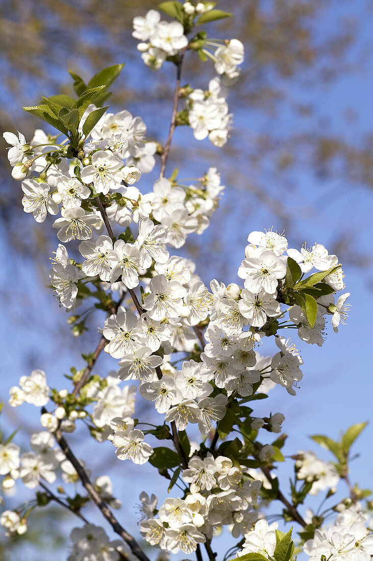 Cherry blossom (Prunus morello)