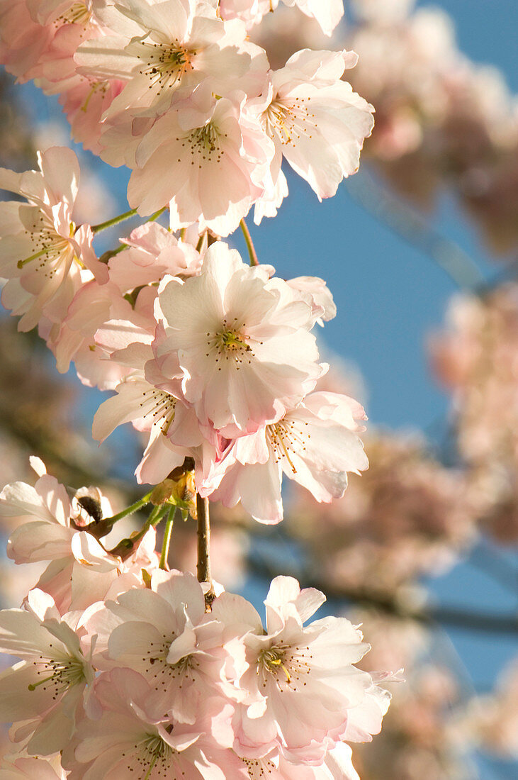 Cherry blossom (Prunus 'Accolade')