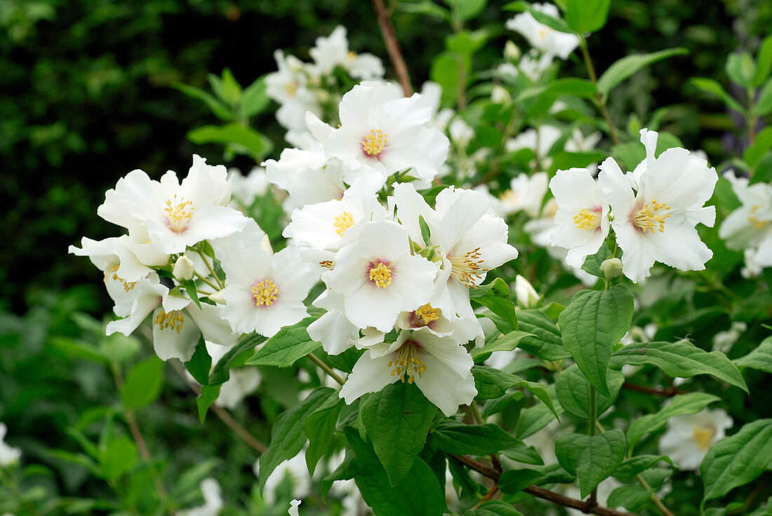 Mock orange (Philadelphus 'Belle Etoile')