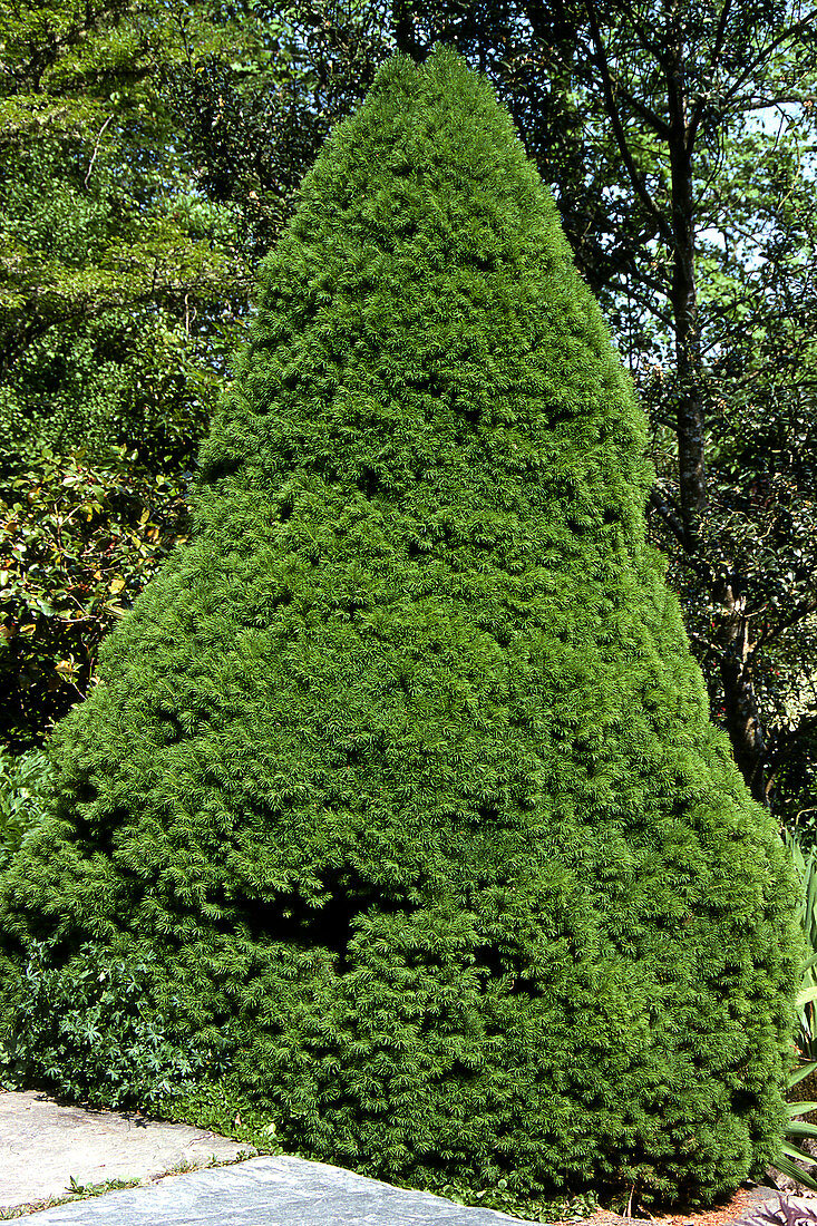 Picea glauca var. albertiana 'Conica'