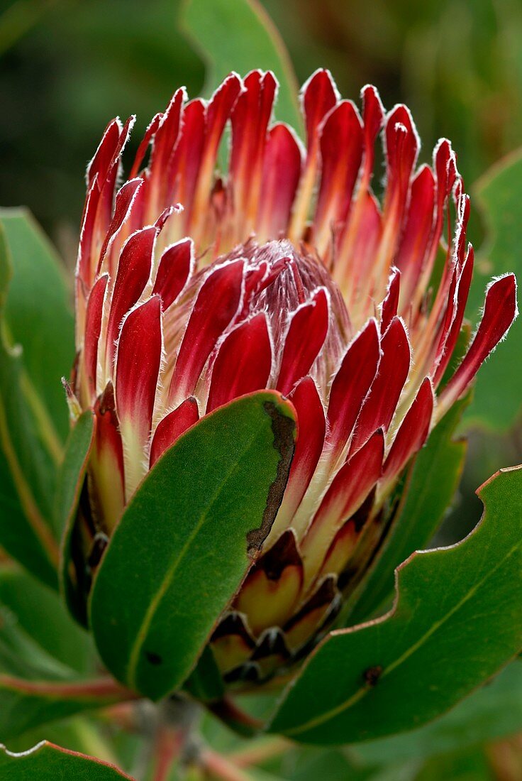 Protea flower