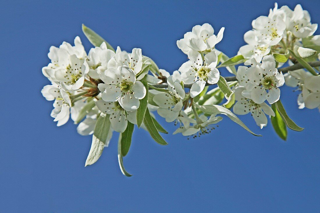 Weeping pear blossom (Pyrus salicifolia)
