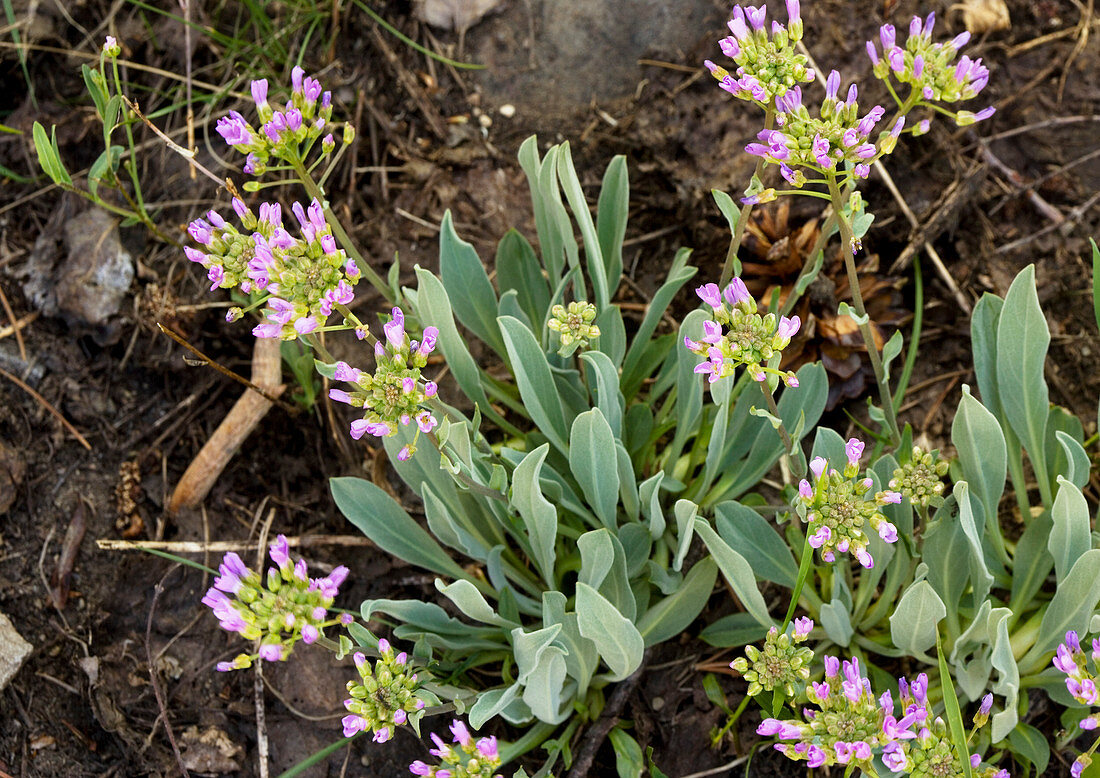 Dagger pod (Phoenicaulis cheiranthoides)