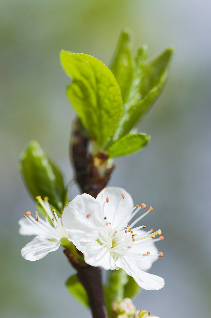 Plum blossom (Prunus sp)
