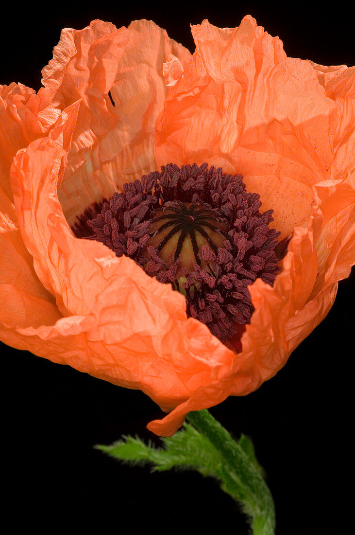 Poppy (Papaver sp.)