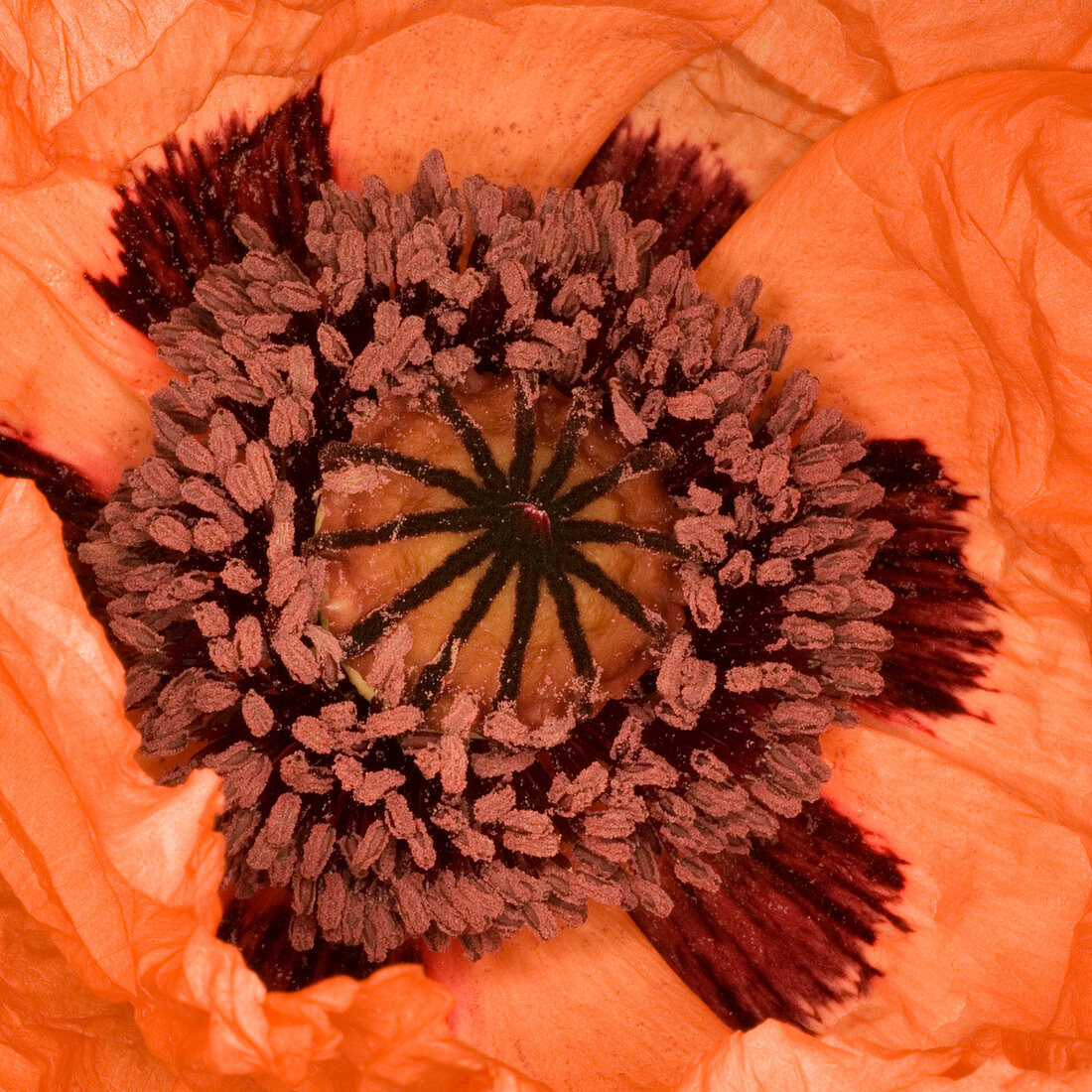 Poppy (Papaver sp.)