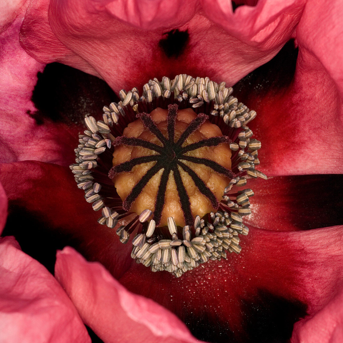 Poppy (Papaver sp.)