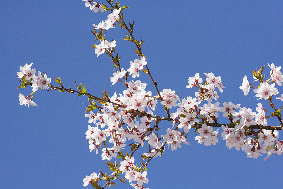 Prunus blossom (Prunus subhirtella)