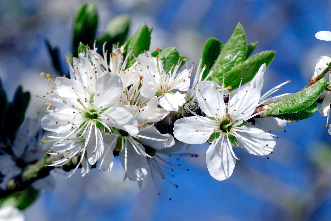 Cherry blossom (Prunus sp.)