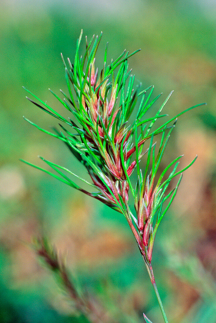 Poa bulbosa subsp. vivipara