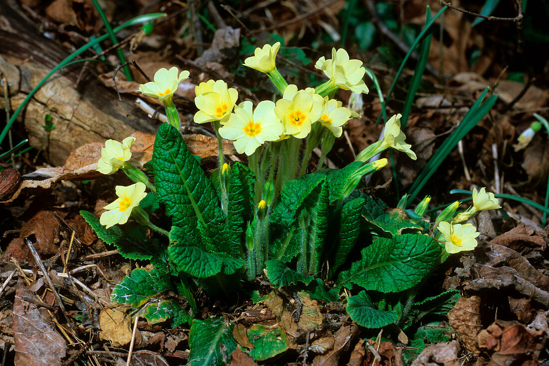 Primrose (Primula vulgaris)