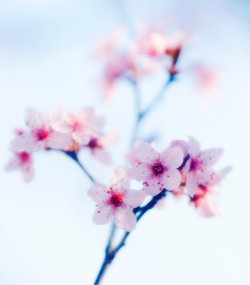 Cherry plum blossom (Prunus cerasifera)
