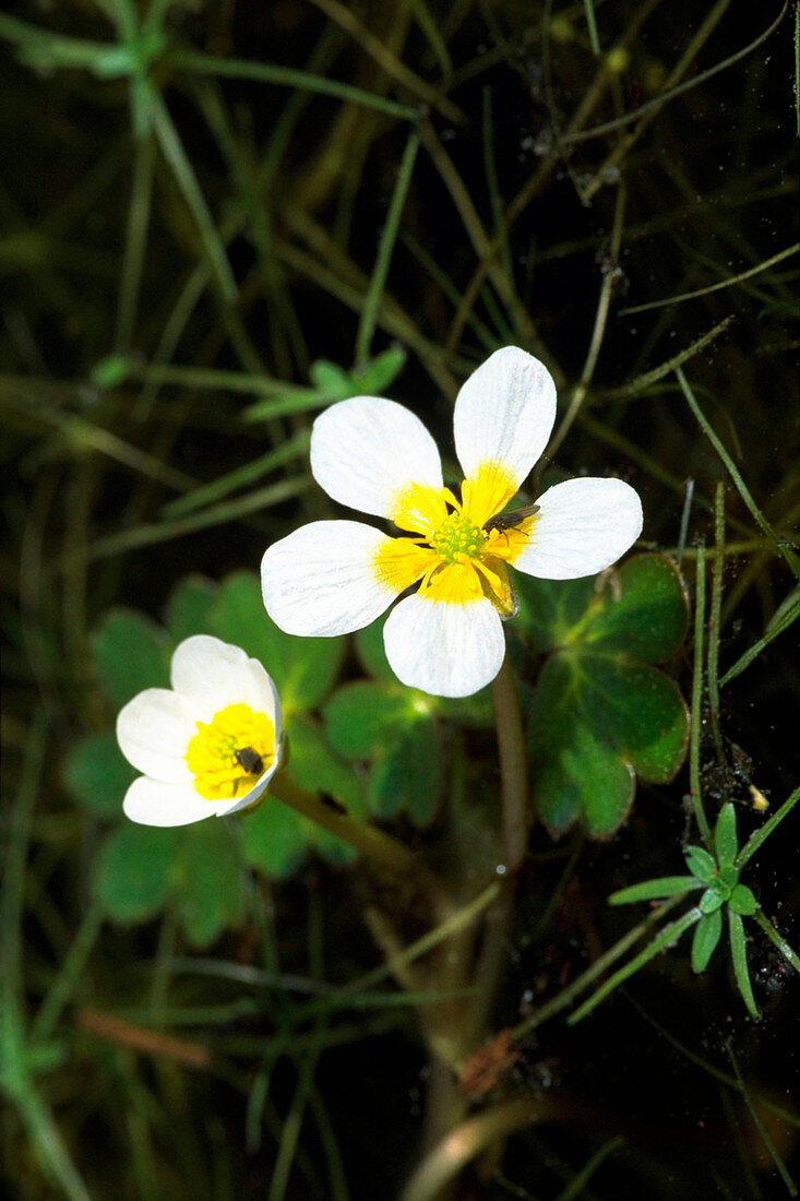 Ranunculus aquatilis