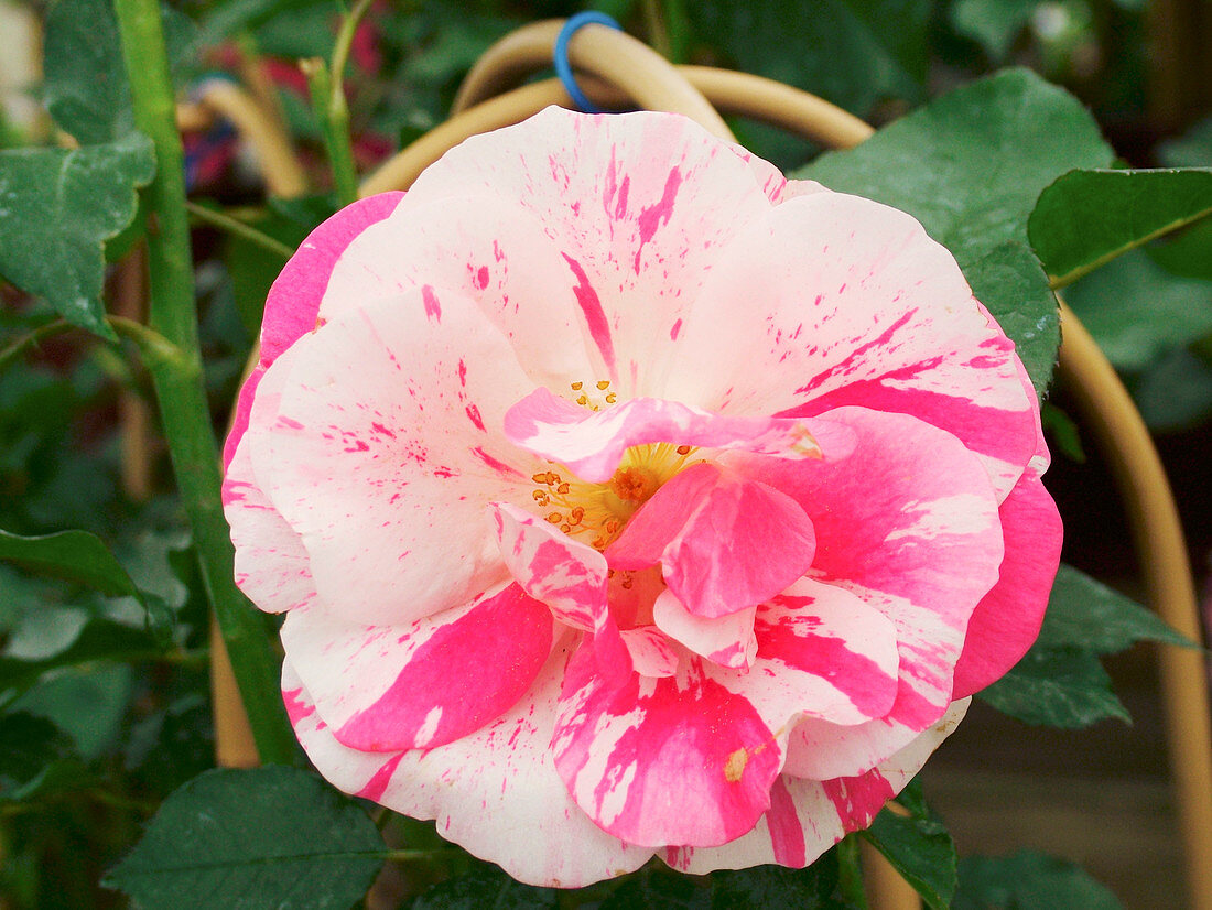 Rose 'Calypso'