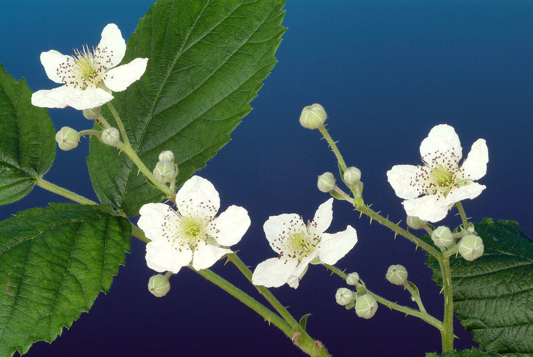 Blackberry flowers (Rubus fruticosus)