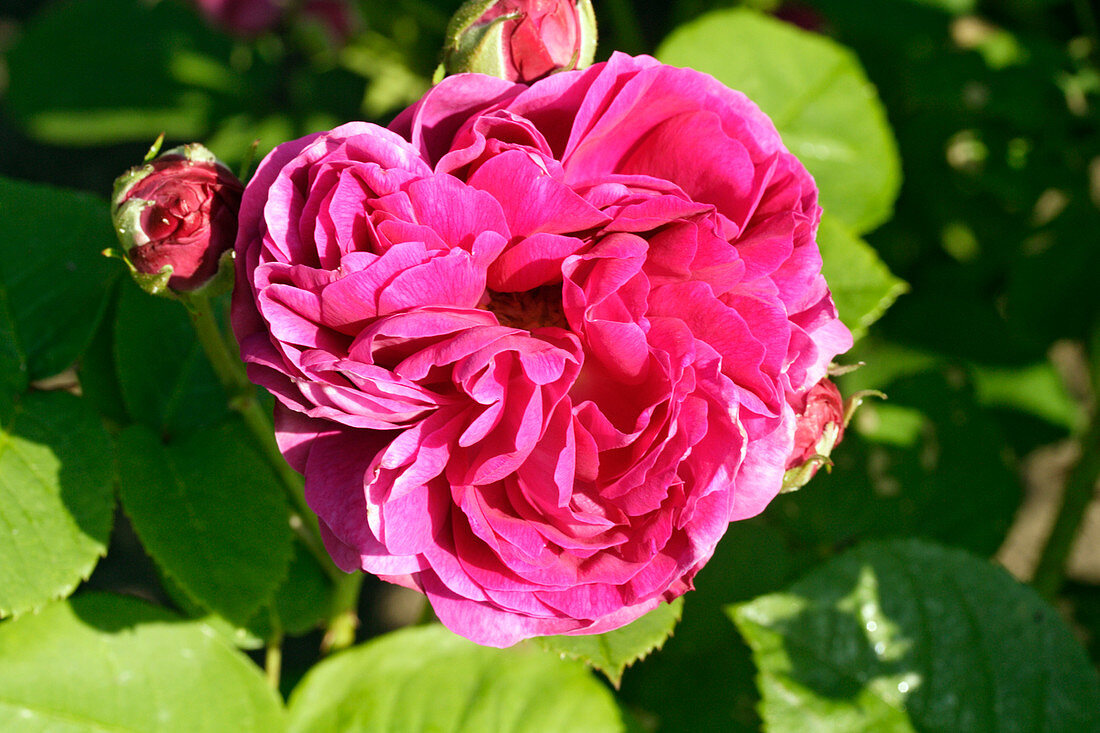 Rose (Rosa 'Assemblages des Beautes')