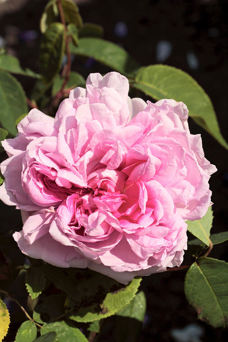 Rose (Rosa 'Enfant de France')
