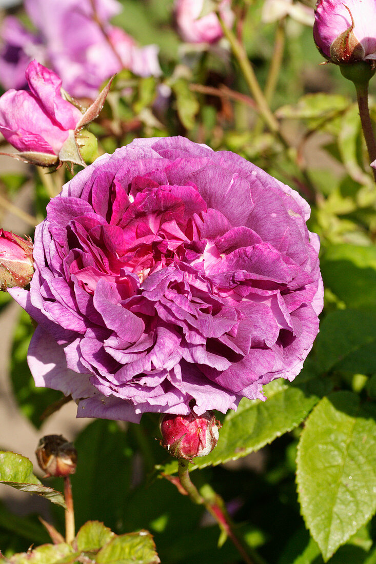 Rose (Rosa 'Tour de Malakoff')