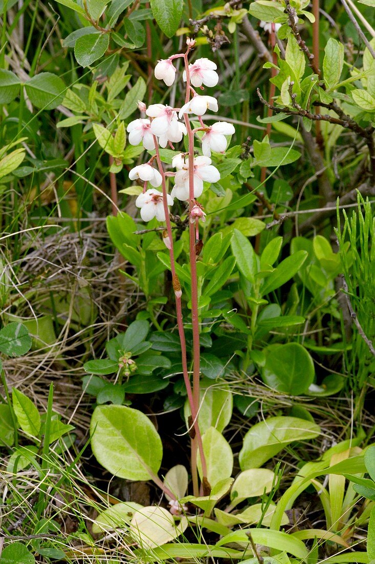 Pyrola rotundifolia