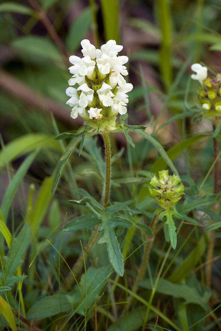 Cut-leaved self-heal (Prunella laciniata)