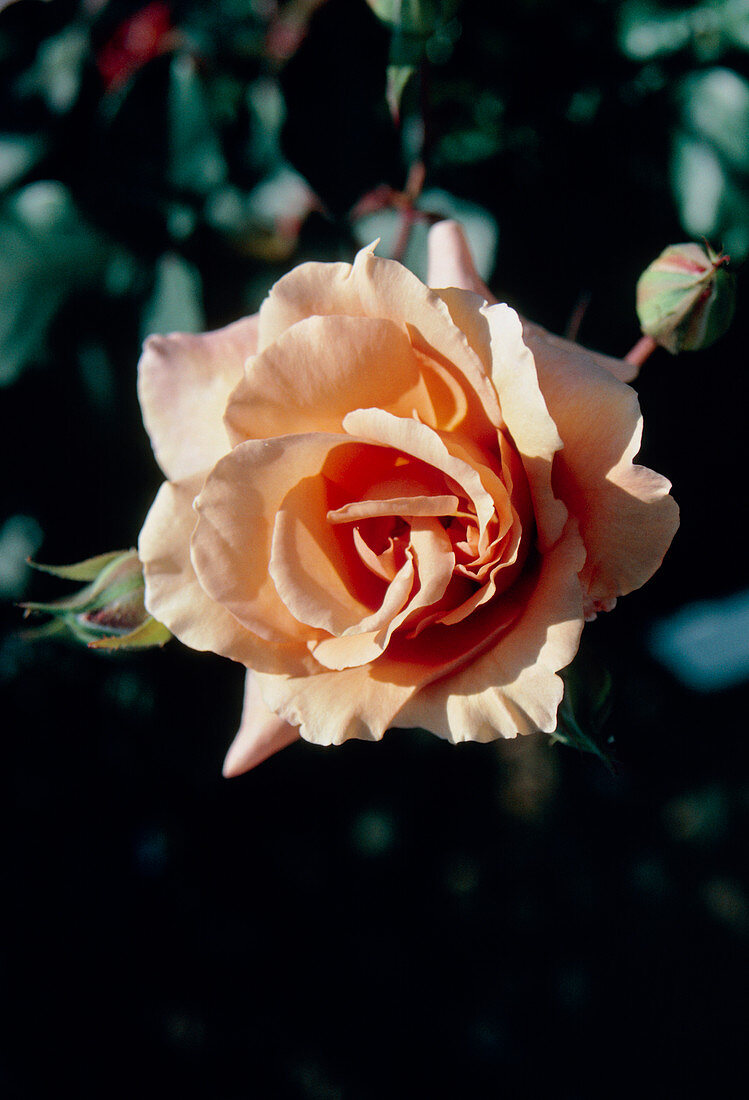Rosa Julia's Rose