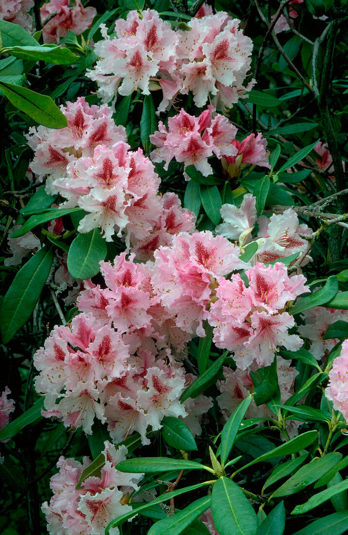 Rhododendron Prince Camille de Rohan