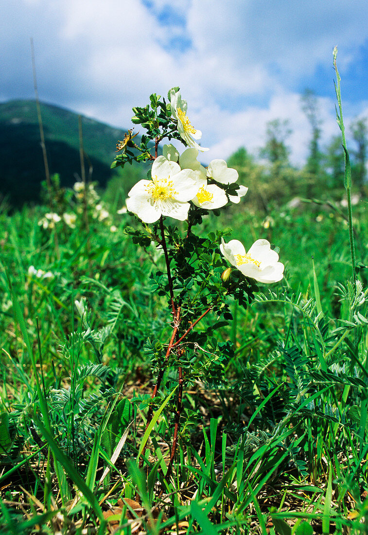 Burnet rose (Rosa pimpinellifolia)