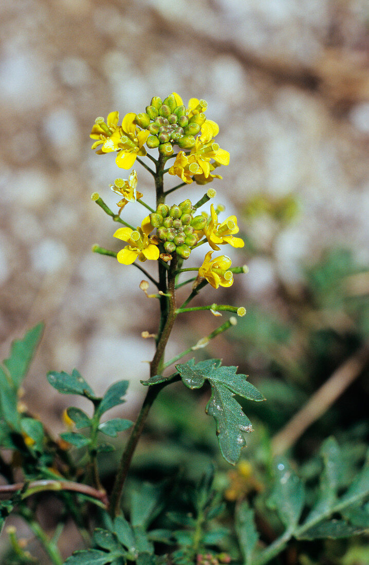 Yellow marsh cress (Rorippa palustris)