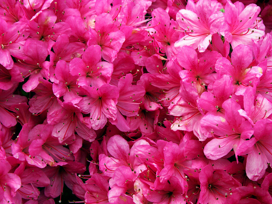 Azalea flowers (Rhododendron sp.)